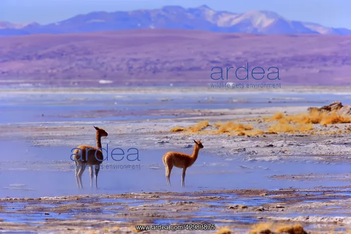 : Vicuna / Vicugna - adult and young standing in : Vicuna / Vicugna - adult and young standing in