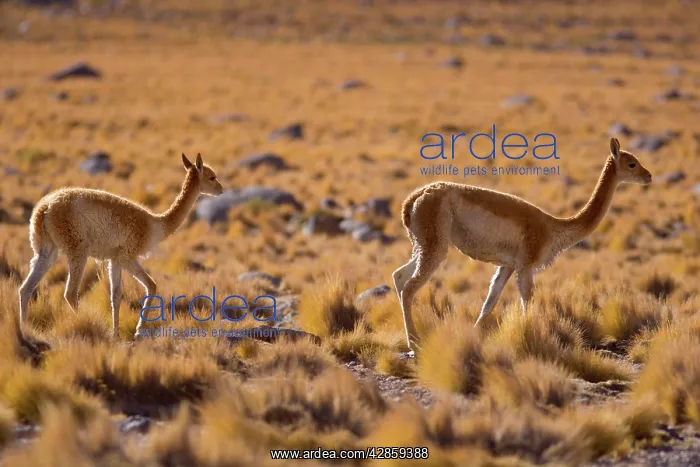  : Vicuna  /  Vicugna - adult and young one strolling