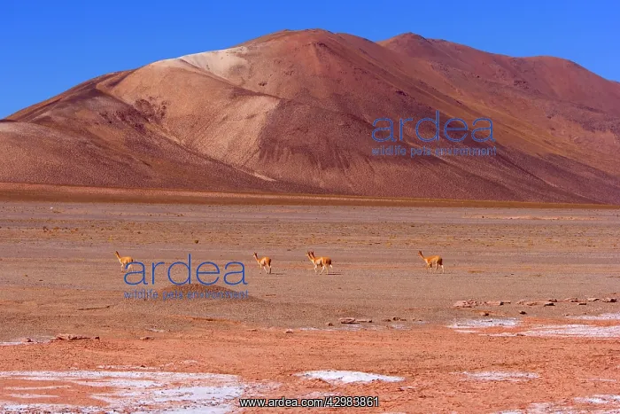 : Vicuna / Vicugna - group of adult vicunas crossing : Vicuna / Vicugna - group of adult vicunas crossing