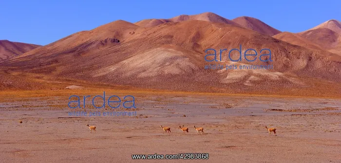 : Vicuna / Vicugna - group of adult vicunas crossing : Vicuna / Vicugna - group of adult vicunas crossing