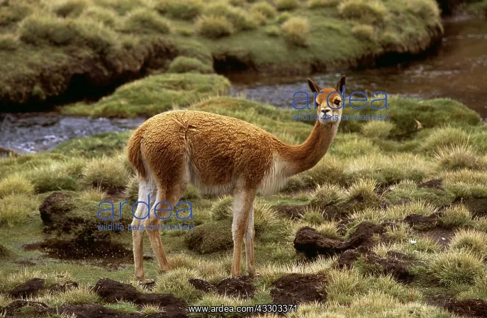 : VICUNA - side view : VICUNA - side view