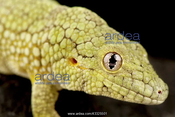 : Vieillard's chameleon gecko (Eurydactylodes viei : Vieillard's chameleon gecko (Eurydactylodes viei