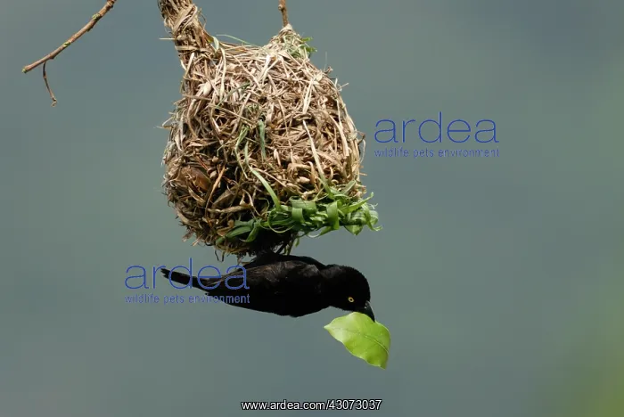 : Vieillot's Black Weaver : Vieillot's Black Weaver
