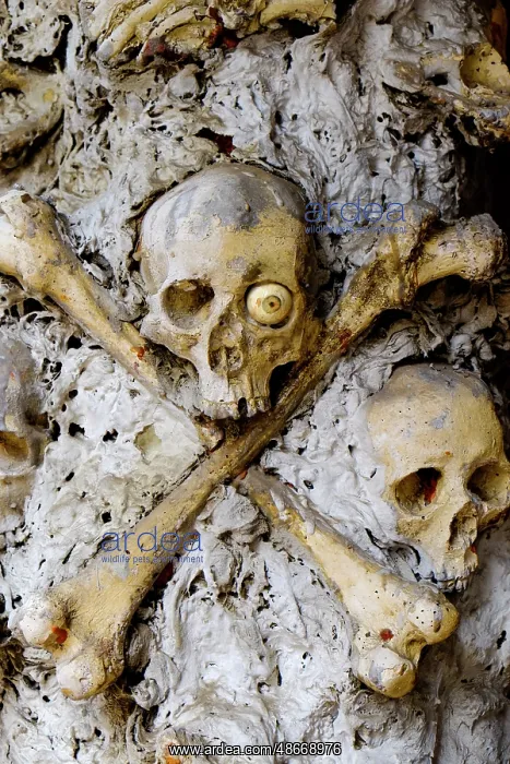 : Vienna, Austria. Skull and bones : Vienna, Austria. Skull and bones