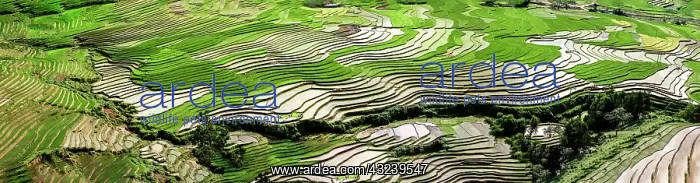 : Vietnam : Vietnam