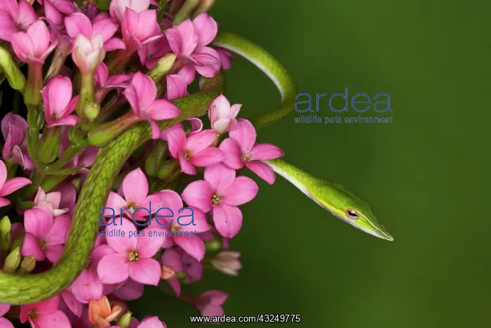 : Vietnam. Close-up of poisonous Asian Vine : Vietnam. Close-up of poisonous Asian Vine