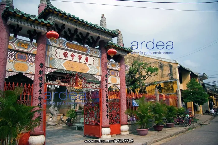 : Vietnam, Hoi An, quaint litte village situated : Vietnam, Hoi An, quaint litte village situated