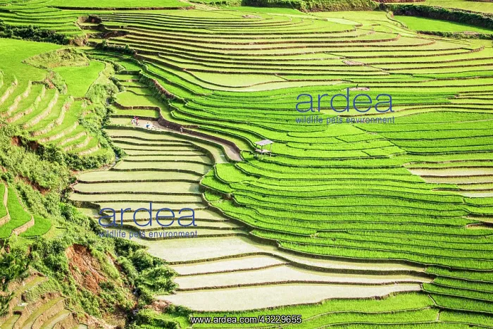 : Vietnam. Rice paddies in the highlands of Sapa : Vietnam. Rice paddies in the highlands of Sapa