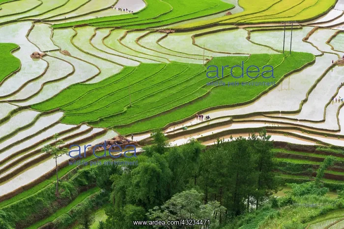 : Vietnam. Rice paddies in the highlands of Sapa : Vietnam. Rice paddies in the highlands of Sapa