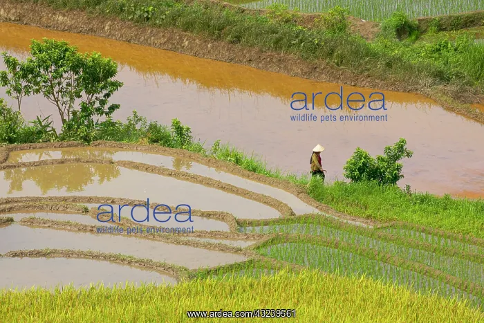 : Vietnam. Rice paddies in the highlands of Sapa : Vietnam. Rice paddies in the highlands of Sapa