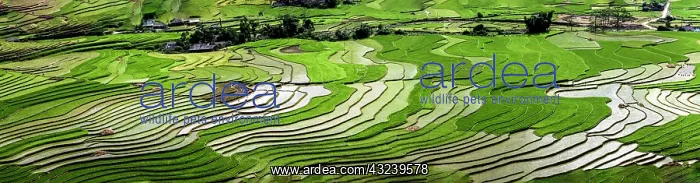 : Vietnam. Rice paddies in the highlands of Sapa : Vietnam. Rice paddies in the highlands of Sapa