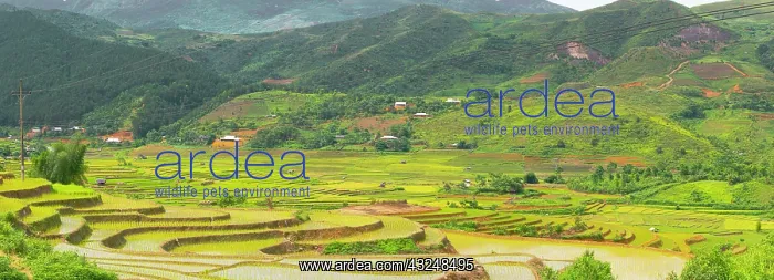 : Vietnam. Rice paddies in the highlands of Sapa : Vietnam. Rice paddies in the highlands of Sapa