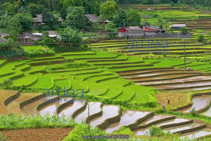 : Vietnam. Rice paddies in the highlands of Sapa : Vietnam. Rice paddies in the highlands of Sapa