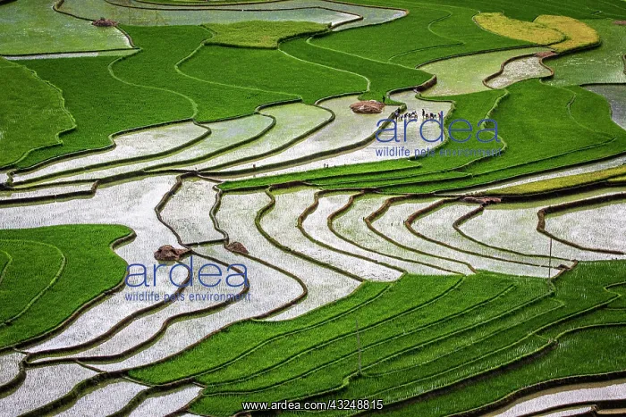: Vietnam. Rice paddies in the highlands of Sapa : Vietnam. Rice paddies in the highlands of Sapa