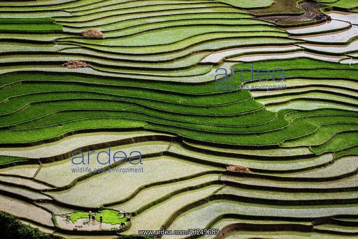 : Vietnam. Rice paddies in the highlands of Sapa : Vietnam. Rice paddies in the highlands of Sapa