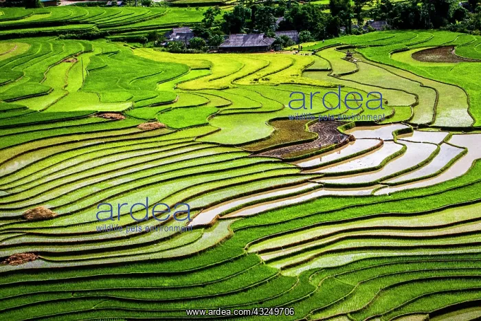 : Vietnam. Rice paddies in the highlands of Sapa : Vietnam. Rice paddies in the highlands of Sapa