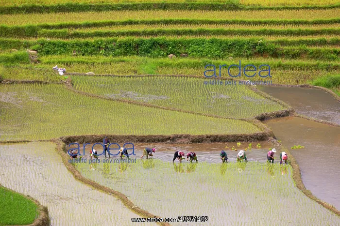 : Vietnam. Rice paddies in the highlands of Sapa : Vietnam. Rice paddies in the highlands of Sapa