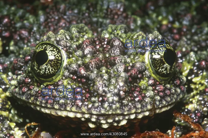 : Vietnamese Moss Frog : Vietnamese Moss Frog