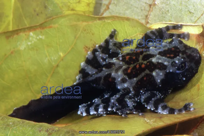 : Vietnamese Moss Frog : Vietnamese Moss Frog