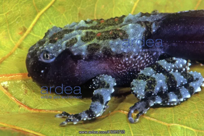 : Vietnamese Moss Frog : Vietnamese Moss Frog