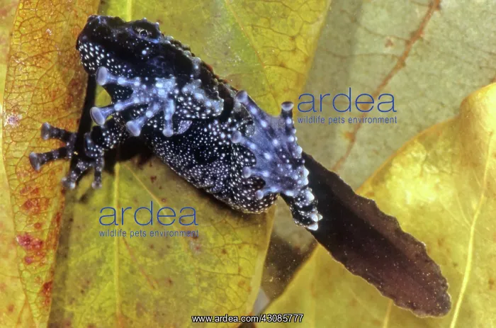 : Vietnamese Moss Frog : Vietnamese Moss Frog