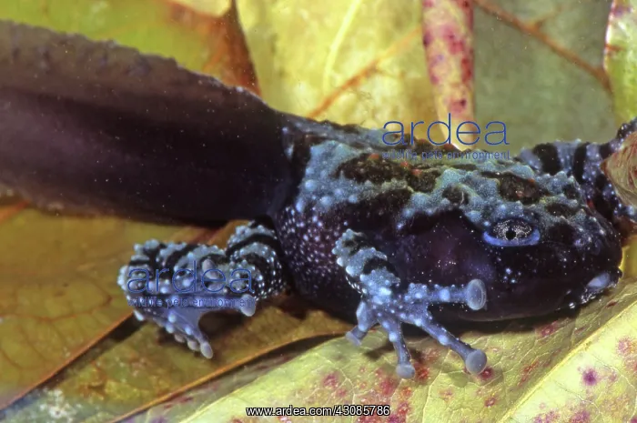 : Vietnamese Moss Frog : Vietnamese Moss Frog