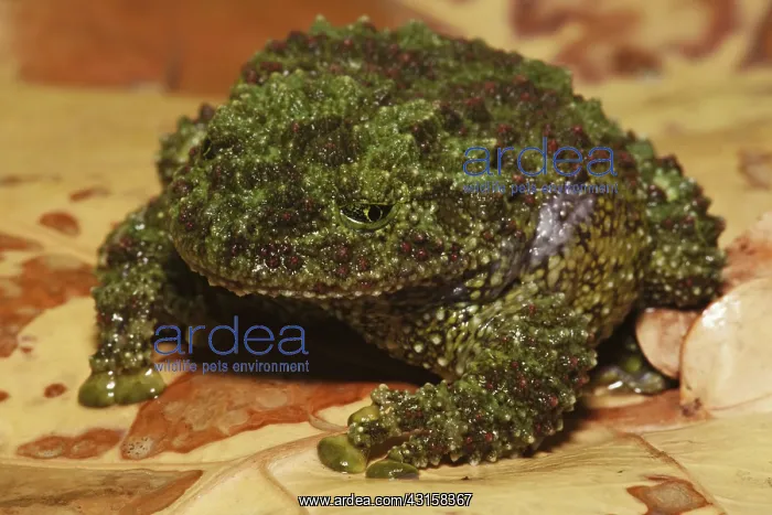 : Vietnamese Mossy Frog : Vietnamese Mossy Frog