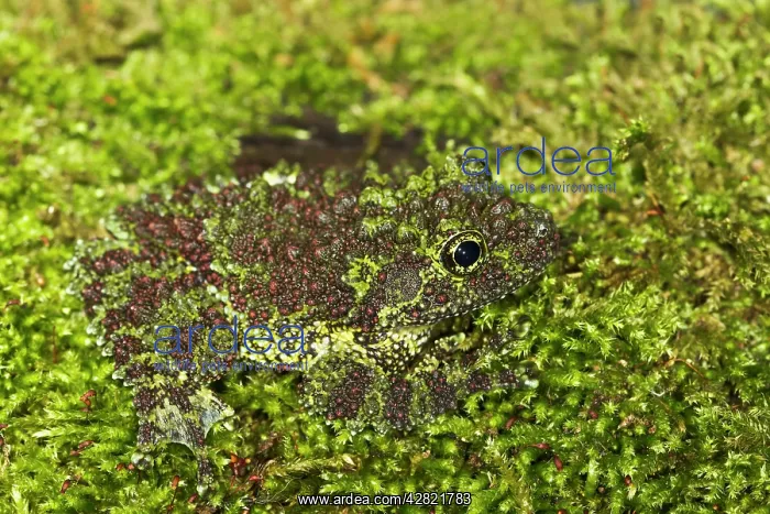 : Vietnamese Mossy Frog - camouflaged in moss : Vietnamese Mossy Frog - camouflaged in moss