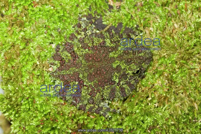 : Vietnamese Mossy Frog - camouflaged in moss : Vietnamese Mossy Frog - camouflaged in moss