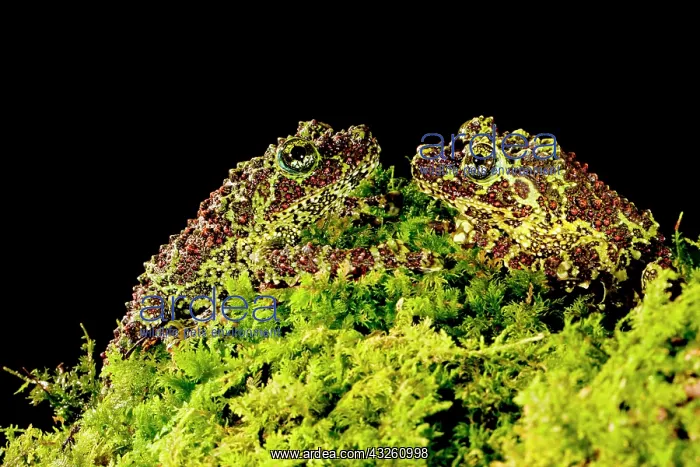: Vietnamese Mossy Frog, Theloderma corticale : Vietnamese Mossy Frog, Theloderma corticale