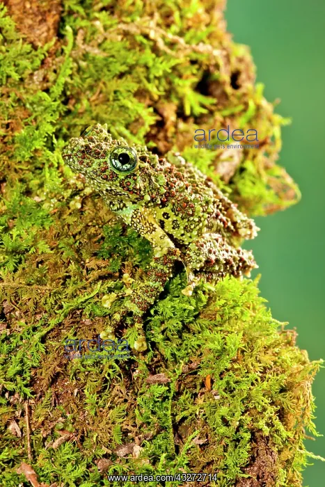 : Vietnamese Mossy Frog, Theloderma corticale : Vietnamese Mossy Frog, Theloderma corticale