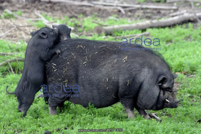 : Vietnamese Pot-bellied Pig - 2 piglets playing on sow's back : Vietnamese Pot-bellied Pig - 2 piglets playing on sow's back