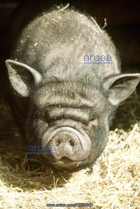 : Vietnamese Pot-Bellied Pig : Vietnamese Pot-Bellied Pig