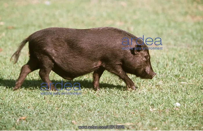 : Vietnamese Pot-Bellied Pig : Vietnamese Pot-Bellied Pig