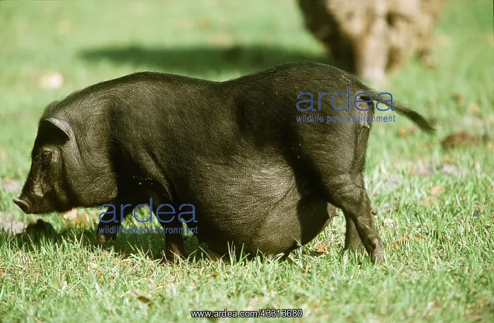  : Vietnamese Pot-Bellied Pig