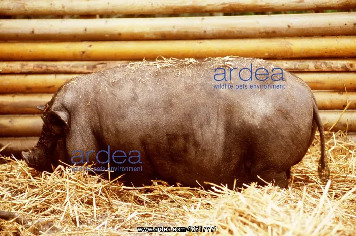  : Vietnamese Pot-Bellied Pig