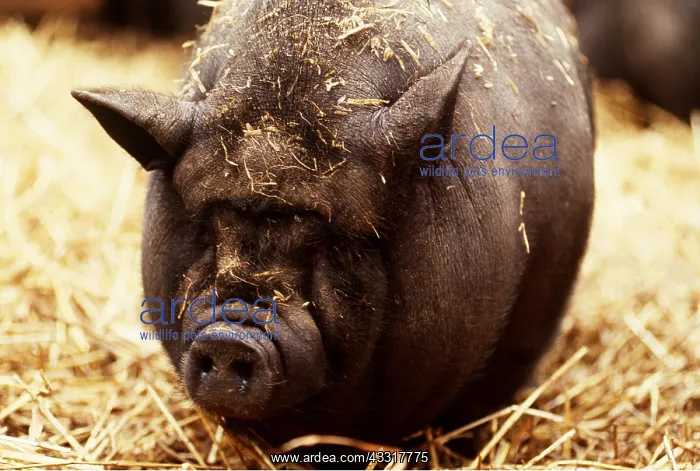 : Vietnamese Pot-Bellied Pig : Vietnamese Pot-Bellied Pig