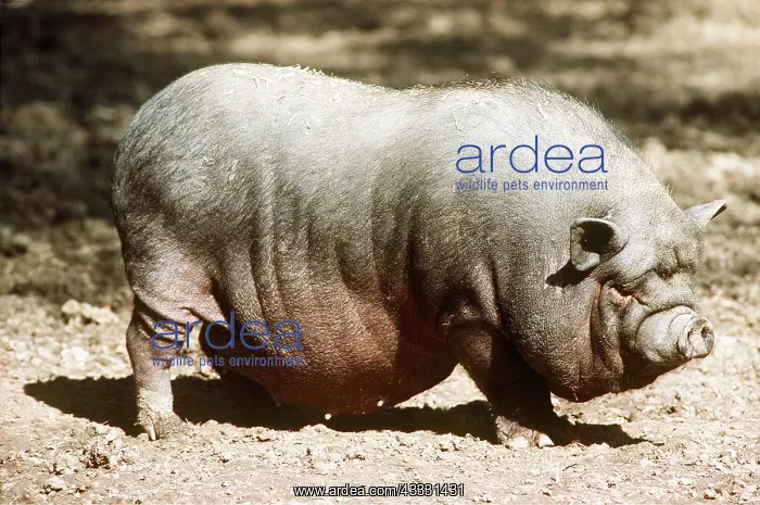 : Vietnamese Pot-Bellied Pig (Domestic) : Vietnamese Pot-Bellied Pig (Domestic)