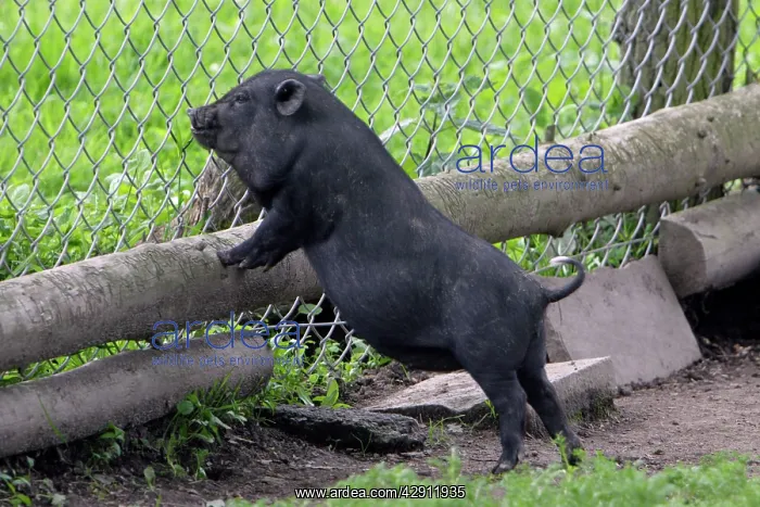 : Vietnamese Pot-bellied Pig - piglet looking through : Vietnamese Pot-bellied Pig - piglet looking through