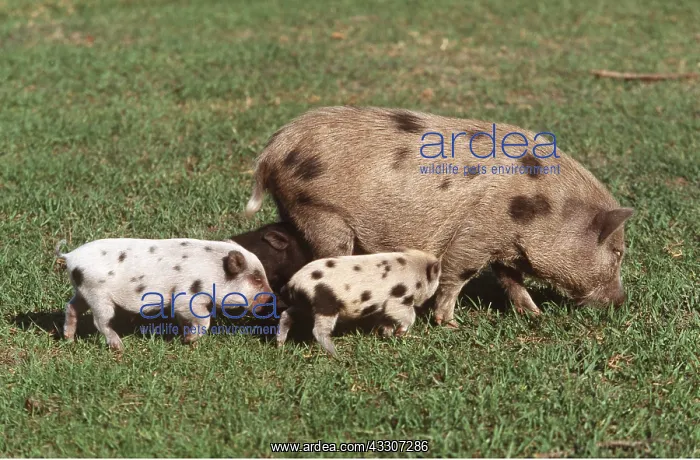 : Vietnamese Pot-Bellied Pig with Piglets : Vietnamese Pot-Bellied Pig with Piglets