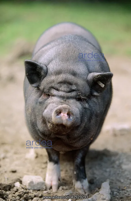 : Vietnamese Pot-Bellied PIG - standing, face on : Vietnamese Pot-Bellied PIG - standing, face on