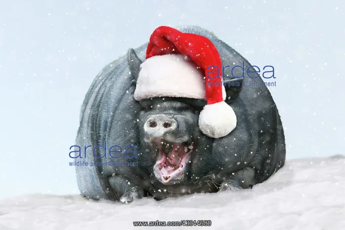 : Vietnamese Pot-bellied Pig, wearing Christmas : Vietnamese Pot-bellied Pig, wearing Christmas