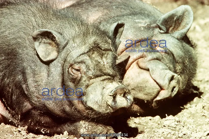 : Vietnamese Pot-Bellied Pigs - pair : Vietnamese Pot-Bellied Pigs - pair