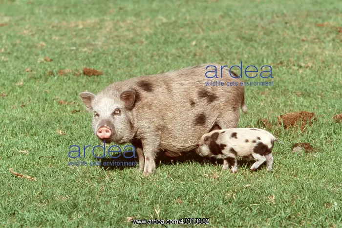 : Vietnamese Pot-Bellied Pigs - With piglet : Vietnamese Pot-Bellied Pigs - With piglet