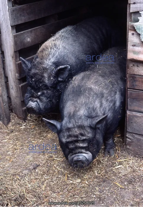 : Vietnamise Pot Bellied Pigs - x two : Vietnamise Pot Bellied Pigs - x two