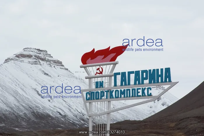: View of the abandoned Russian town of Pyramiden : View of the abandoned Russian town of Pyramiden