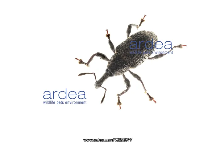 : Top view of Aclees taiwanensis against a white background : Top view of Aclees taiwanensis against a white background