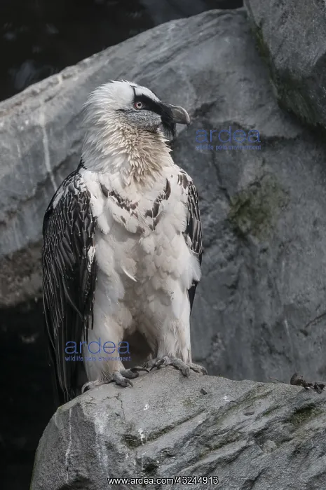 : Side view of an adult of bearded vulture (Gypaetus : Side view of an adult of bearded vulture (Gypaetus
