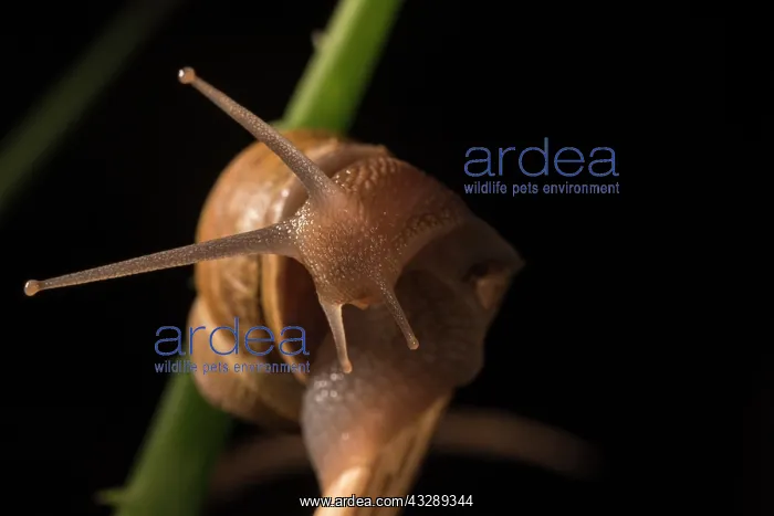 : Front view of an adult of common or garden snail (Cornu aspe : Front view of an adult of common or garden snail (Cornu aspe