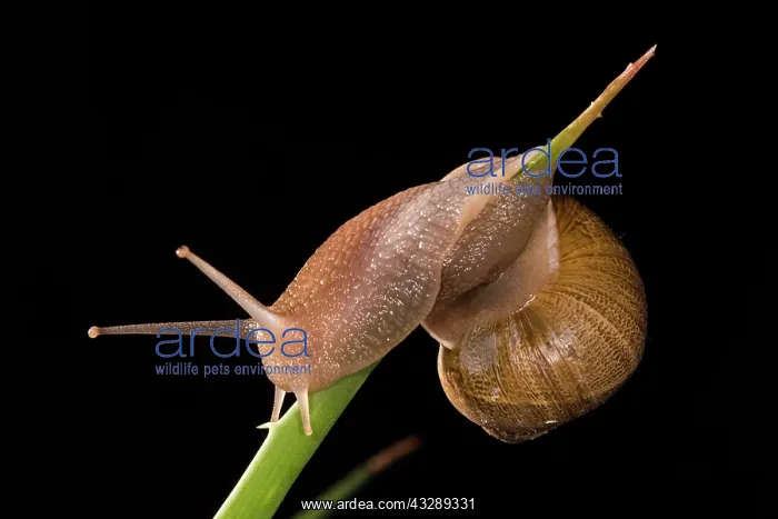 : Side view of an adult of common or garden snail (Cornu asper : Side view of an adult of common or garden snail (Cornu asper